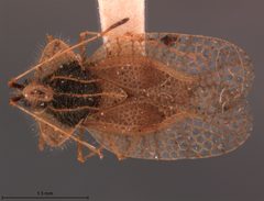 Gargaphia solani by the Smithsonian. Used under a CC0 license.