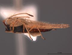Gargaphia solani by the Smithsonian. Used under a CC0 license.