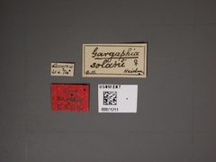 Gargaphia solani by the Smithsonian. Used under a CC0 license.