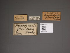 Hesperotingis floridana by the Smithsonian. Used under a CC0 license.