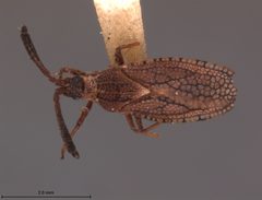 Hesperotingis floridana by the Smithsonian. Used under a CC0 license.
