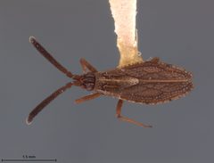 Hesperotingis mississippiensis by the Smithsonian. Used under a CC0 license.
