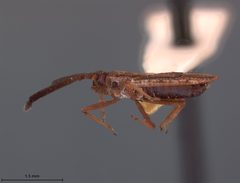 Hesperotingis mississippiensis by the Smithsonian. Used under a CC0 license.
