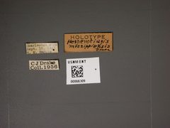 Hesperotingis mississippiensis by the Smithsonian. Used under a CC0 license.