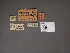 Hesperotingis occidentalis by the Smithsonian. Used under a CC0 license.