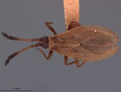 Hesperotingis occidentalis by the Smithsonian. Used under a CC0 license.