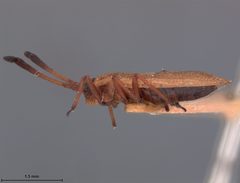 Hesperotingis occidentalis by the Smithsonian. Used under a CC0 license.