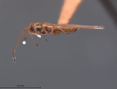 Leptodictya evidens by the Smithsonian. Used under a CC0 license.