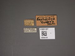 Leptodictya evidens by the Smithsonian. Used under a CC0 license.