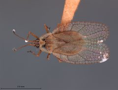 Leptodictya evidens by the Smithsonian. Used under a CC0 license.