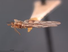 Leptodictya galerita by the Smithsonian. Used under a CC0 license.