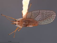 Leptodictya ludica by the Smithsonian. Used under a CC0 license.