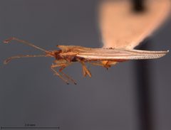 Leptodictya nicholi by the Smithsonian. Used under a CC0 license.
