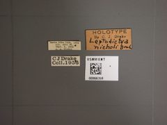 Leptodictya nicholi by the Smithsonian. Used under a CC0 license.
