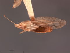 Leptodictya plana by the Smithsonian. Used under a CC0 license.