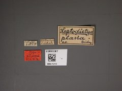 Leptodictya plana by the Smithsonian. Used under a CC0 license.