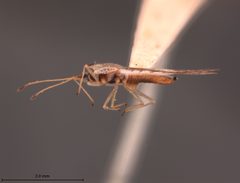 Leptodictya simulans by the Smithsonian. Used under a CC0 license.
