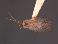 Leptodictya simulans by the Smithsonian. Used under a CC0 license.