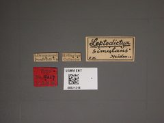 Leptodictya simulans by the Smithsonian. Used under a CC0 license.