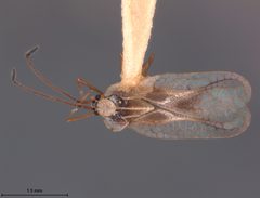 Leptopharsa dapsillis by the Smithsonian. Used under a CC0 license.