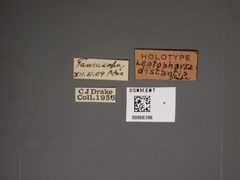 Leptopharsa distantis by the Smithsonian. Used under a CC0 license.