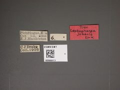 Leptopharsa jubaris by the Smithsonian. Used under a CC0 license.