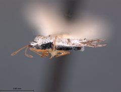 Leptopharsa lauta by the Smithsonian. Used under a CC0 license.