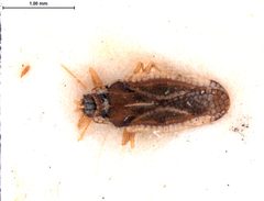 Leptopharsa quadrata by the Smithsonian. Used under a CC0 license.
