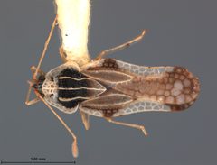 Leptopharsa rumiana by the Smithsonian. Used under a CC0 license.