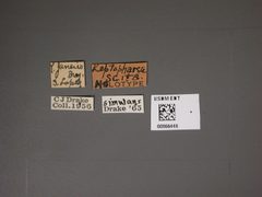Leptopharsa scita by the Smithsonian. Used under a CC0 license.