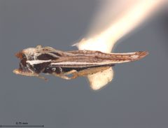 Leptopharsa siderea by the Smithsonian. Used under a CC0 license.