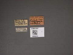 Leptopharsa zeteki by the Smithsonian. Used under a CC0 license.