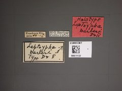 Leptoypha barberi by the Smithsonian. Used under a CC0 license.