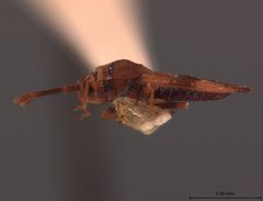Leptoypha barberi by the Smithsonian. Used under a CC0 license.