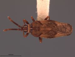 Leptoypha barberi by the Smithsonian. Used under a CC0 license.