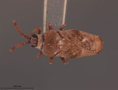 Leptoypha drakei by the Smithsonian. Used under a CC0 license.