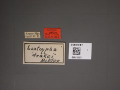 Leptoypha drakei by the Smithsonian. Used under a CC0 license.