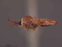 Leptoypha drakei by the Smithsonian. Used under a CC0 license.