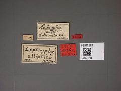 Leptoypha elliptica by the Smithsonian. Used under a CC0 license.