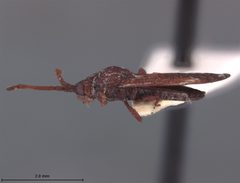 Leptoypha luzona by the Smithsonian. Used under a CC0 license.