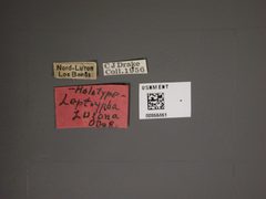 Leptoypha luzona by the Smithsonian. Used under a CC0 license.
