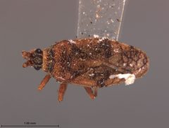 Leptoypha minor by the Smithsonian. Used under a CC0 license.