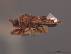 Leptoypha minor by the Smithsonian. Used under a CC0 license.