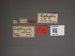 Leptoypha minor by the Smithsonian. Used under a CC0 license.