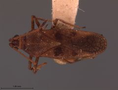 Leptoypha morrisoni by the Smithsonian. Used under a CC0 license.
