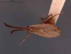 Melanorhopala balli by the Smithsonian. Used under a CC0 license.