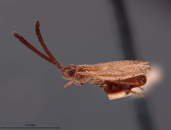 Melanorhopala balli by the Smithsonian. Used under a CC0 license.