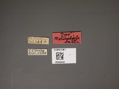 Melanorhopala balli by the Smithsonian. Used under a CC0 license.