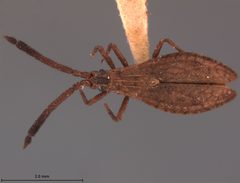 Melanorhopala duryi by the Smithsonian. Used under a CC0 license.