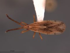 Melanorhopala froeschneri by the Smithsonian. Used under a CC0 license.